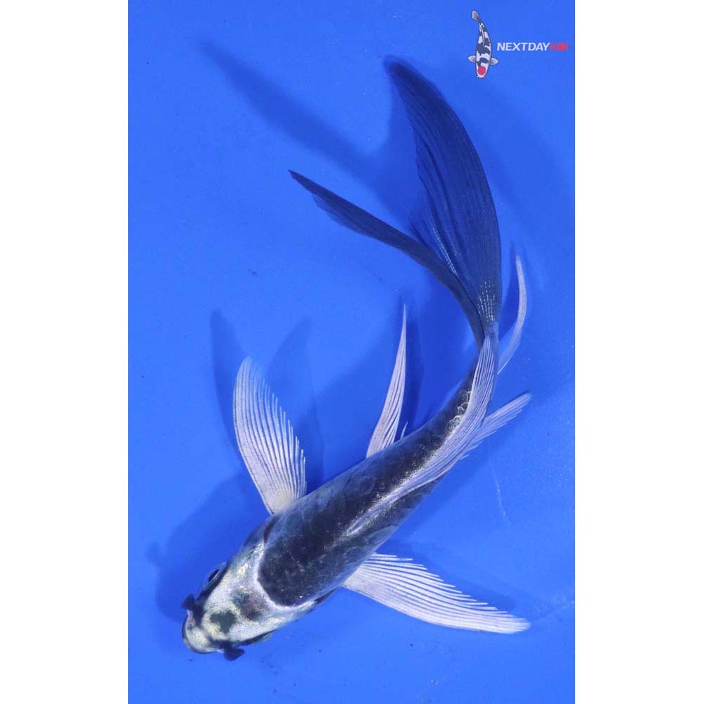 4.5” Imported Armor Scaled Gin Matsuba Butterfly Koi