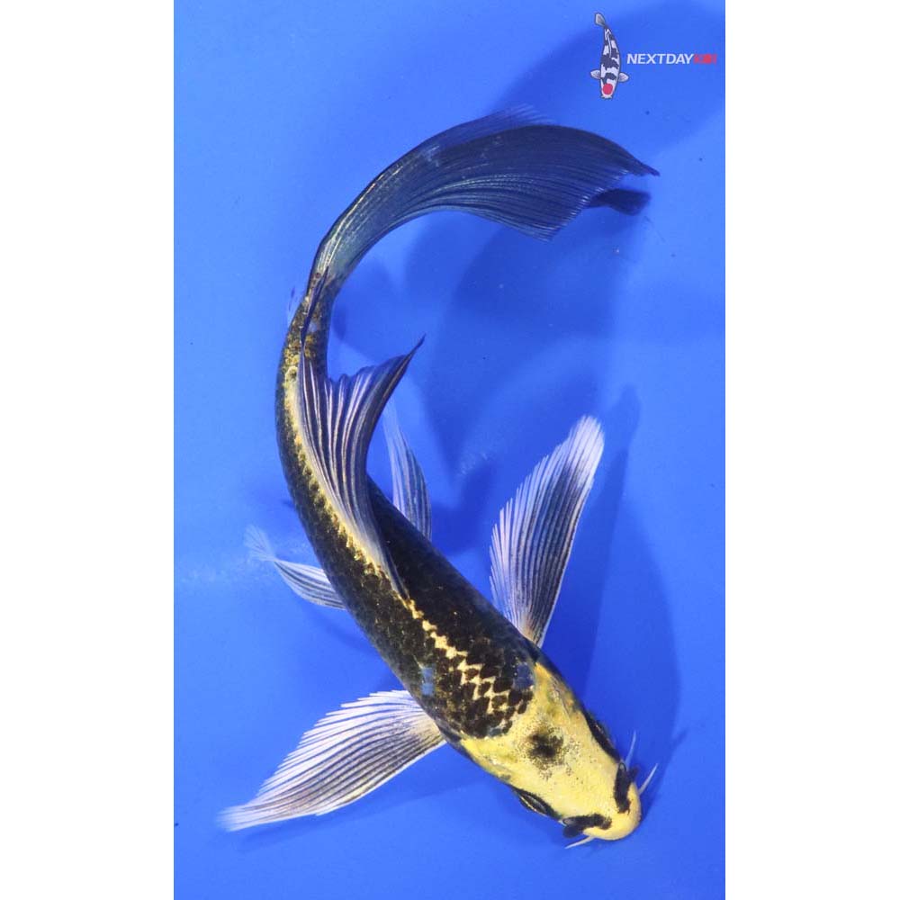 5” Imported Ki Matsuba Butterfly Koi