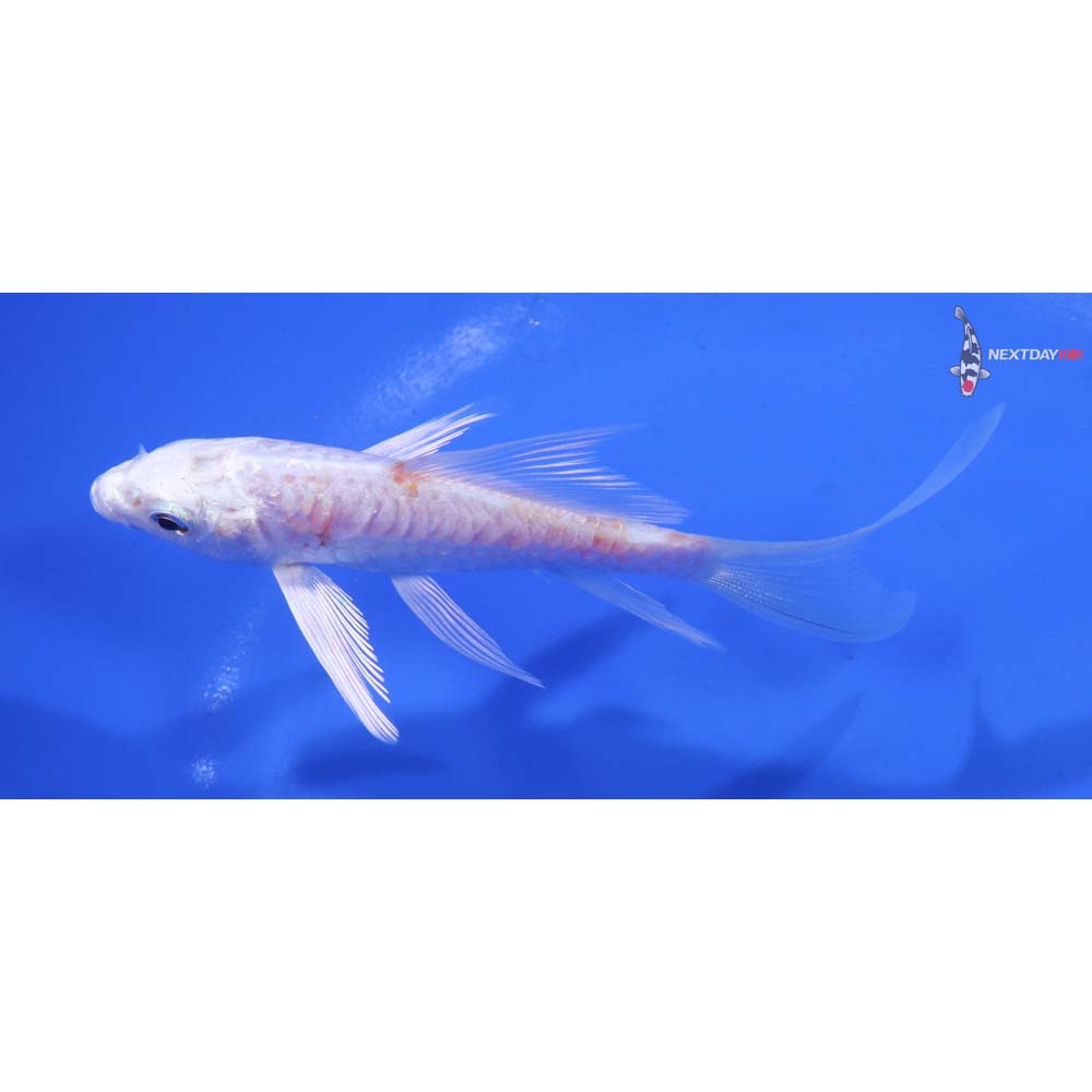 5” Imported Armor Scaled Platinum Ogon Butterfly Koi
