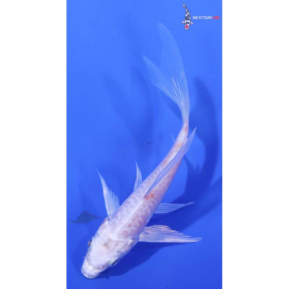 5” Imported Armor Scaled Platinum Ogon Butterfly Koi