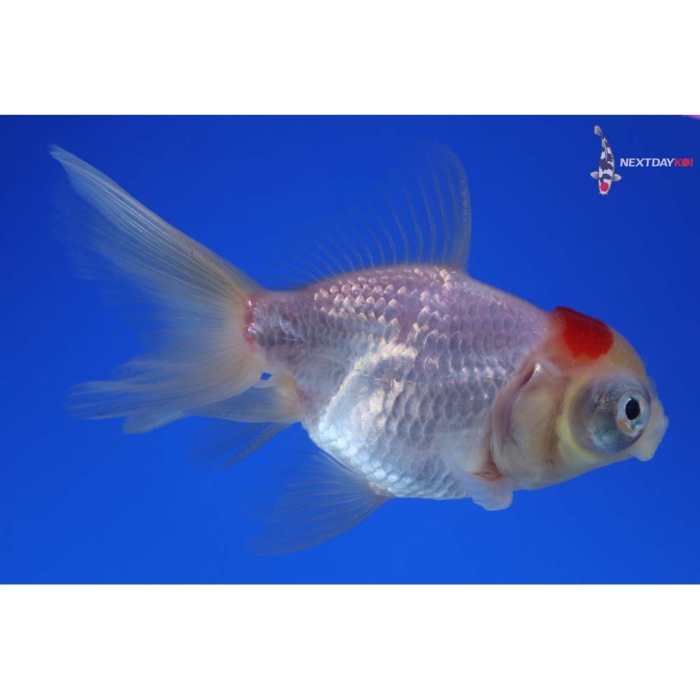 4” Imported Red and White Telescope Fantail