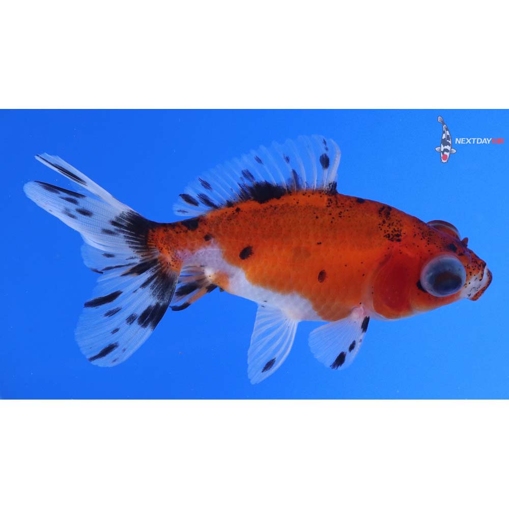 4” Imported Calico Telescope Fantail