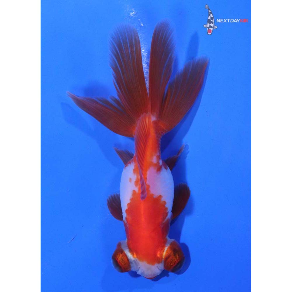 3.5” Imported Red and White Telescope Fantail