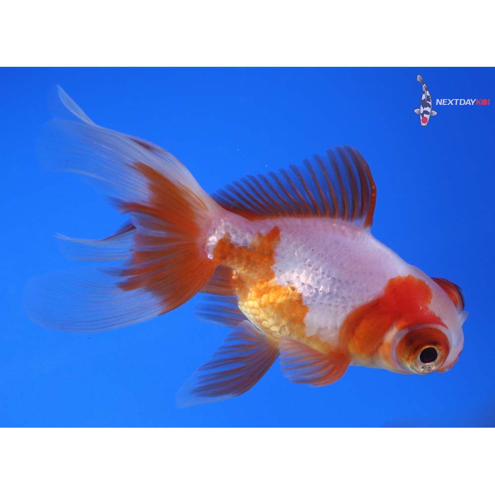 4” Imported Red and White Telescope Fantail