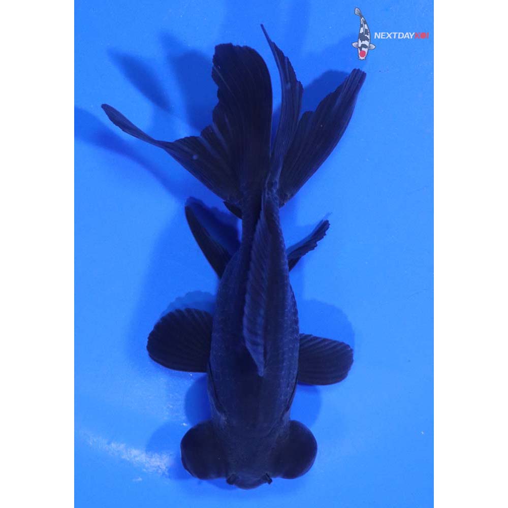 4.5” Imported Black Telescope Fantail