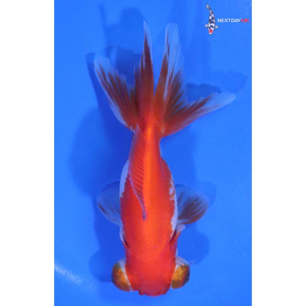 4.5” Imported Red and White Telescope Fantail