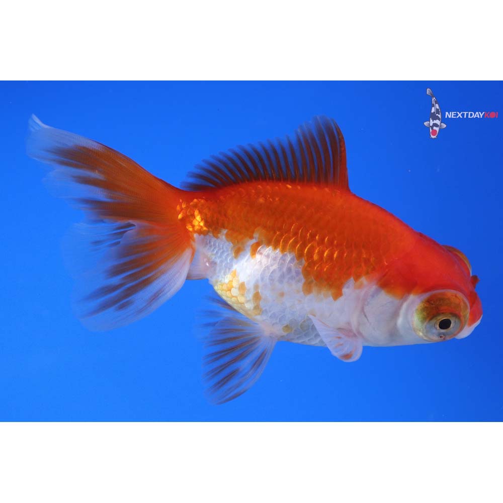 4.5” Imported Red and White Telescope Fantail