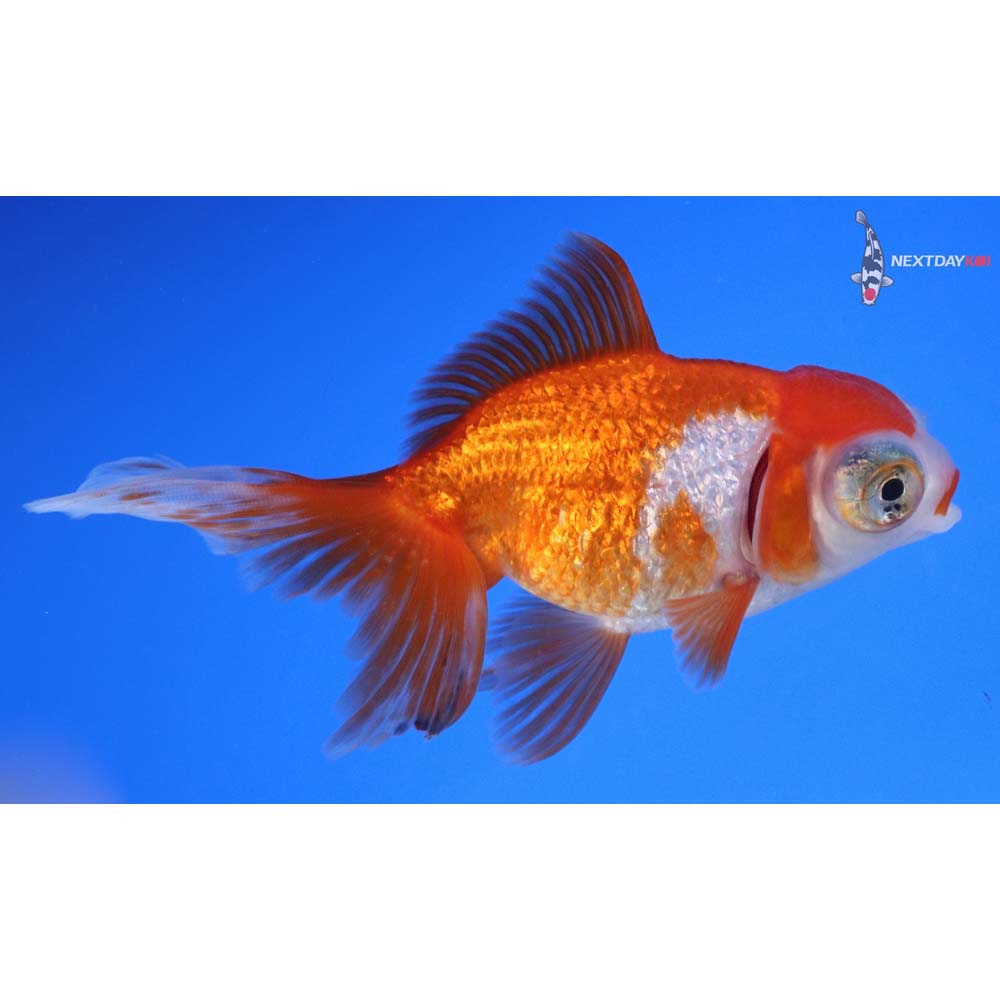 4.5” Imported Red and White Telescope Fantail