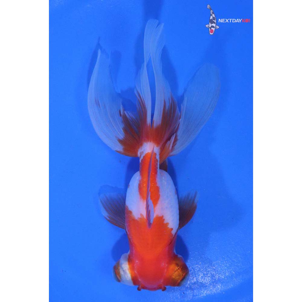 4.5” Imported Red and White Telescope Fantail