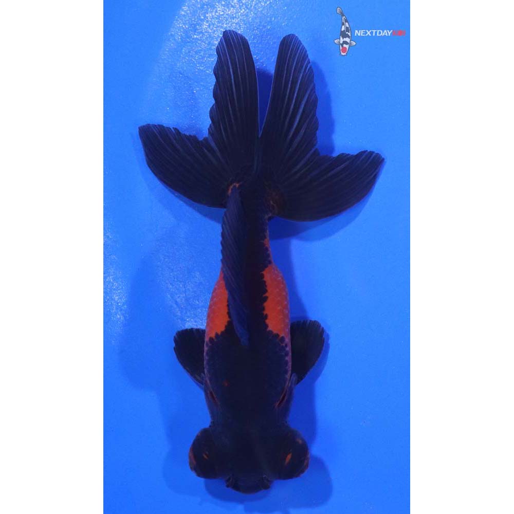 3.5” Imported Male Red and Black Telescope Fantail