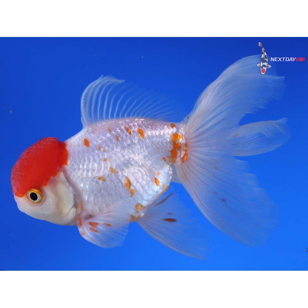 4.5” Imported Red and White Oranda