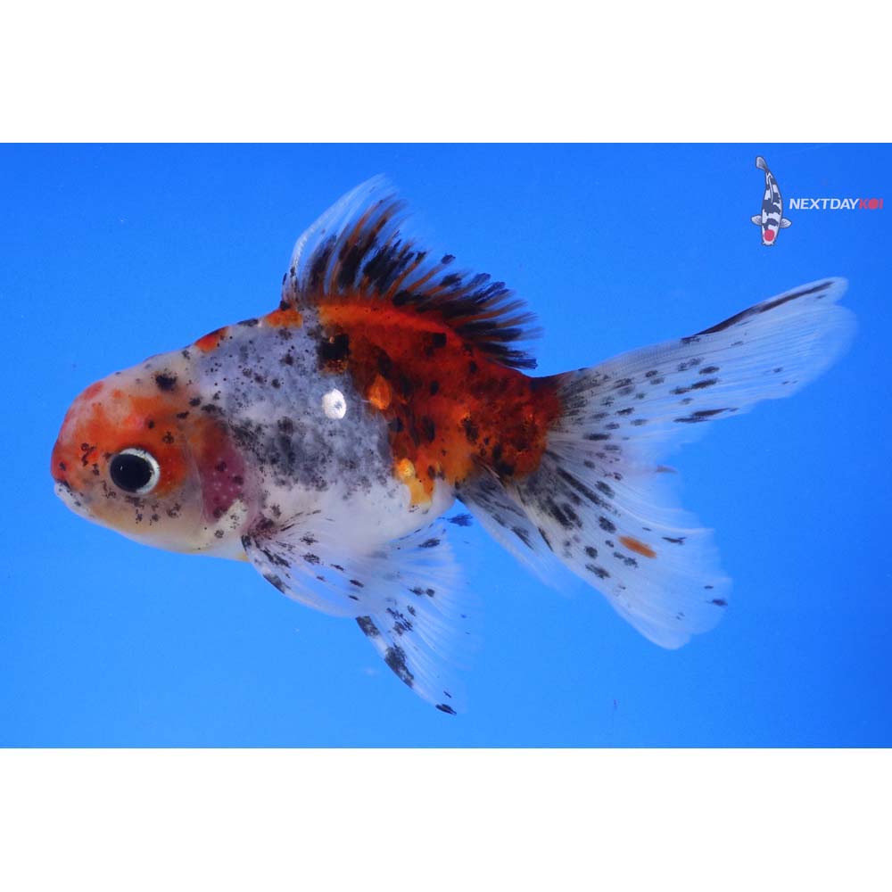 5” Imported Male Calico Oranda