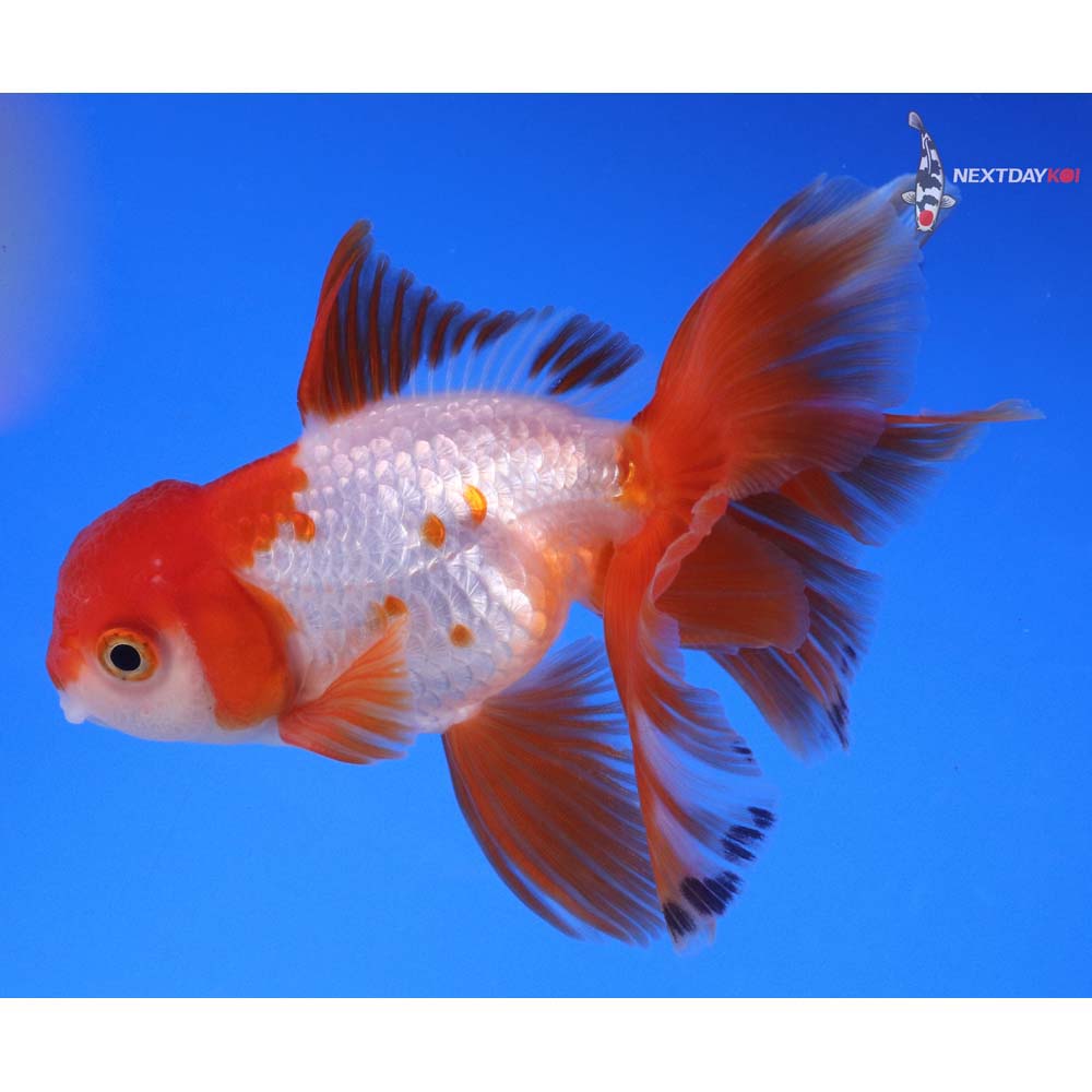 4.5” Imported Red and White Oranda