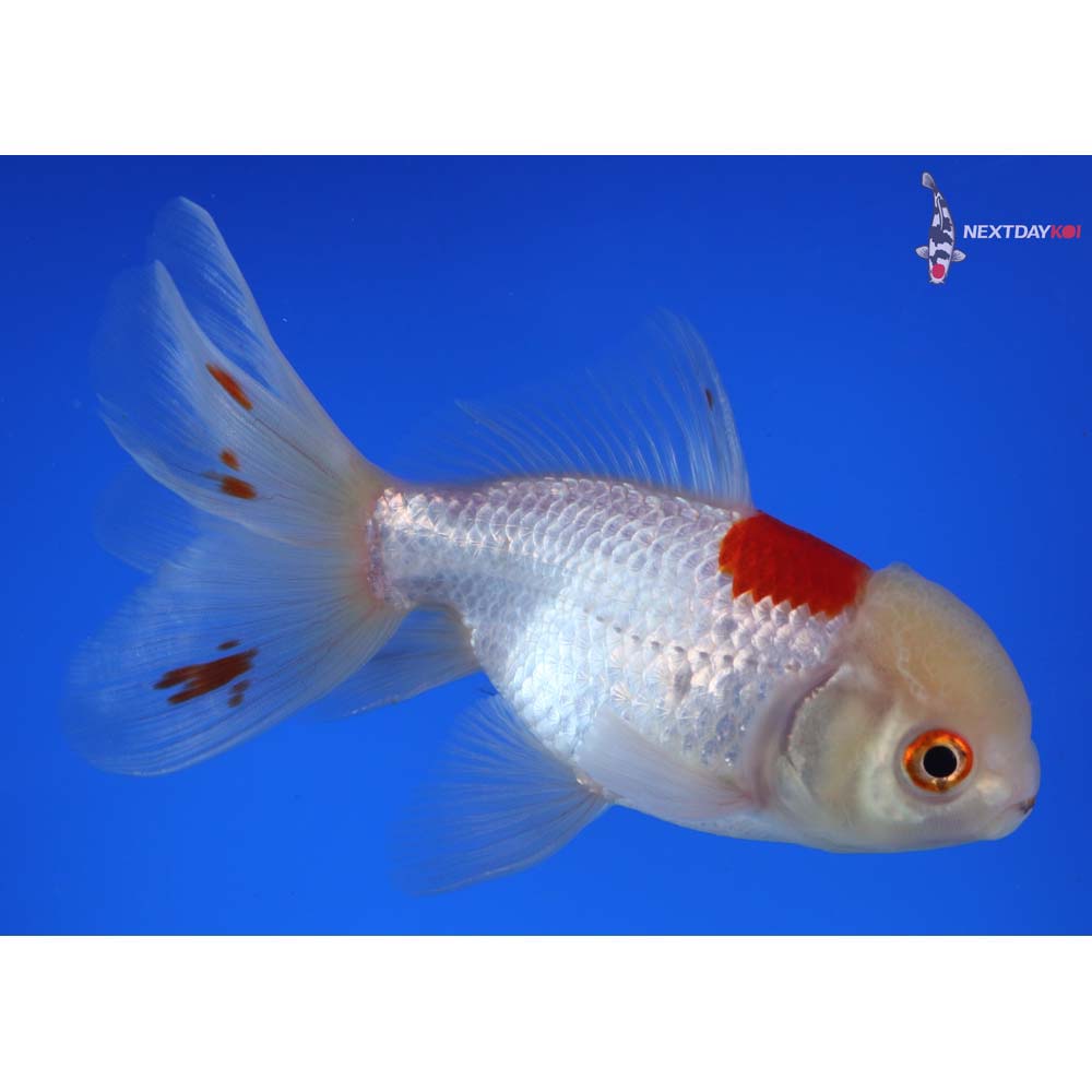 5” Imported Red and White Oranda