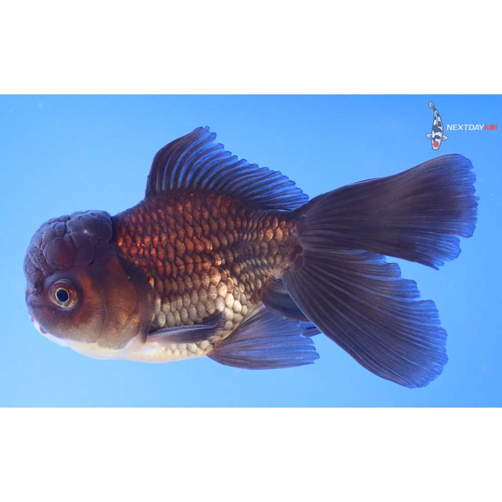 5” Imported Bronze Oranda