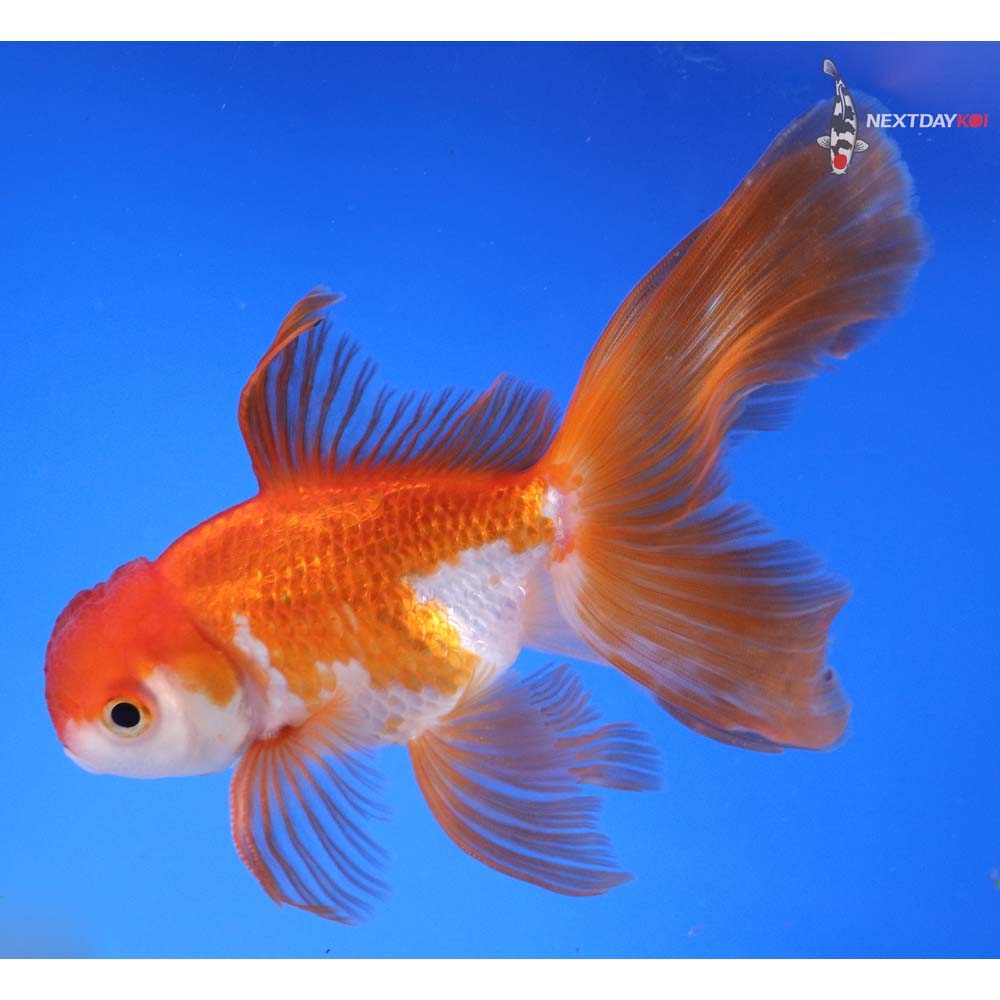 5.5” Imported Male Red and White Oranda