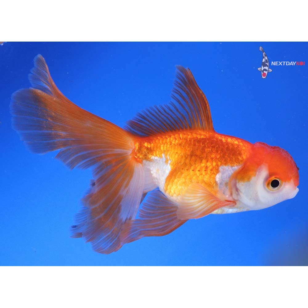 5.5” Imported Male Red and White Oranda