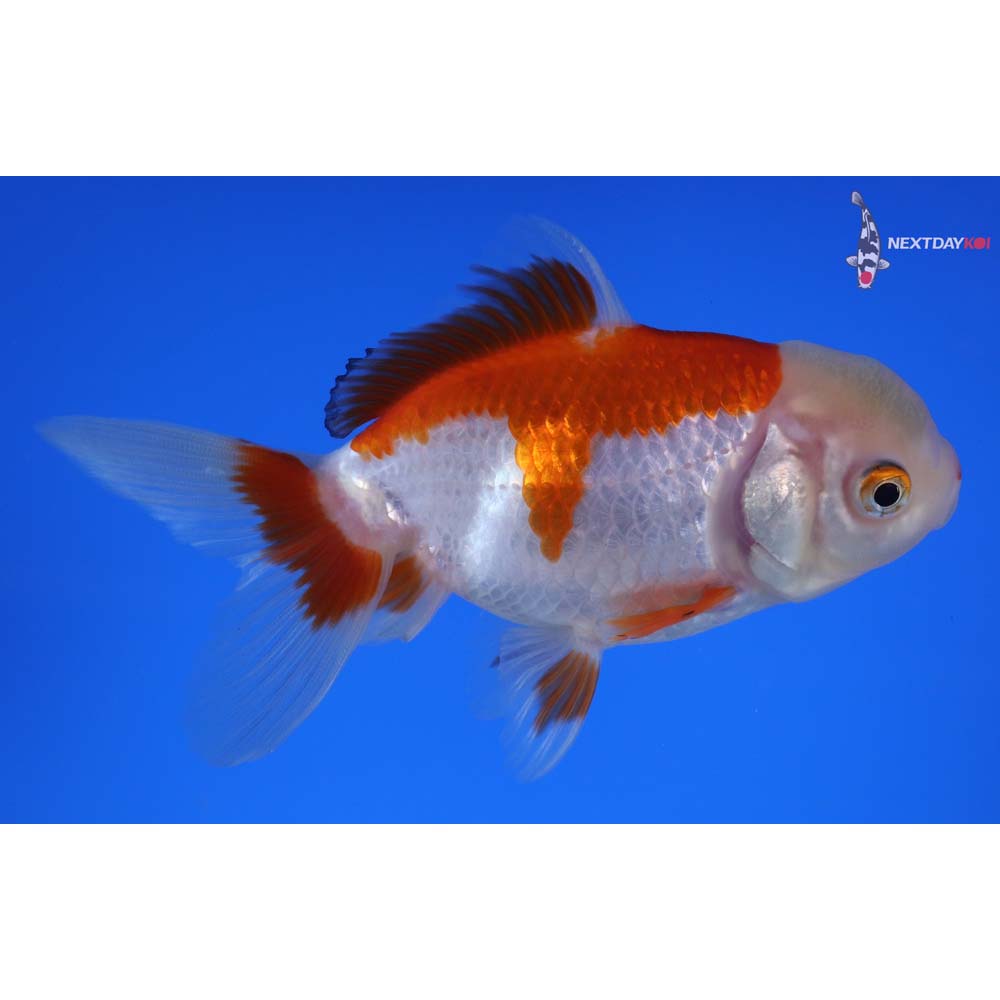 4.5” Imported Red and White Oranda