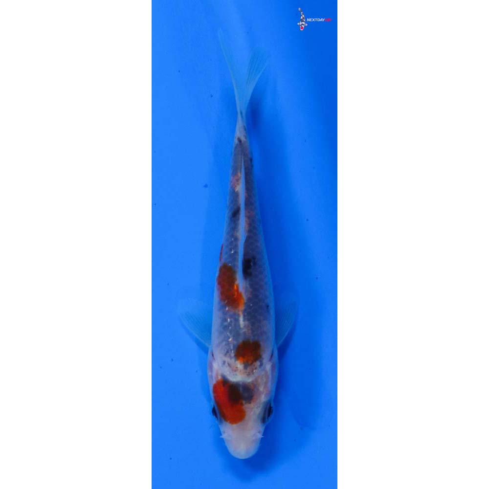 3.5” Imported Goshiki