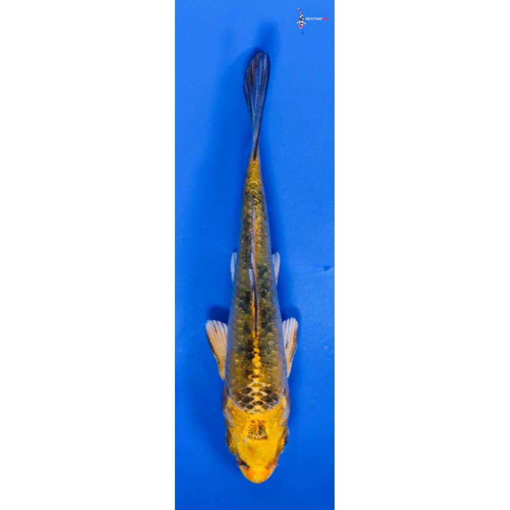 3.5” Imported Kin Ki Bekko