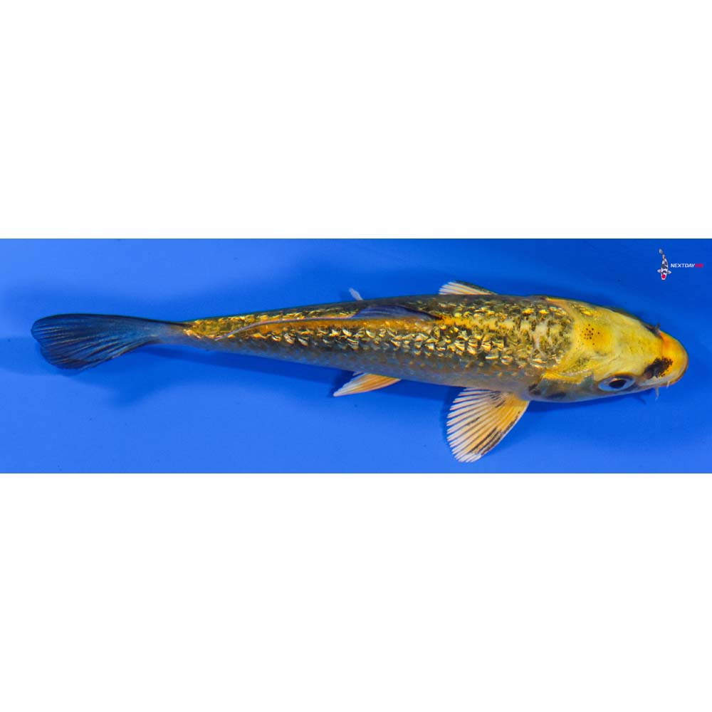 3.5” Imported Gin Rin Ki Matsuba