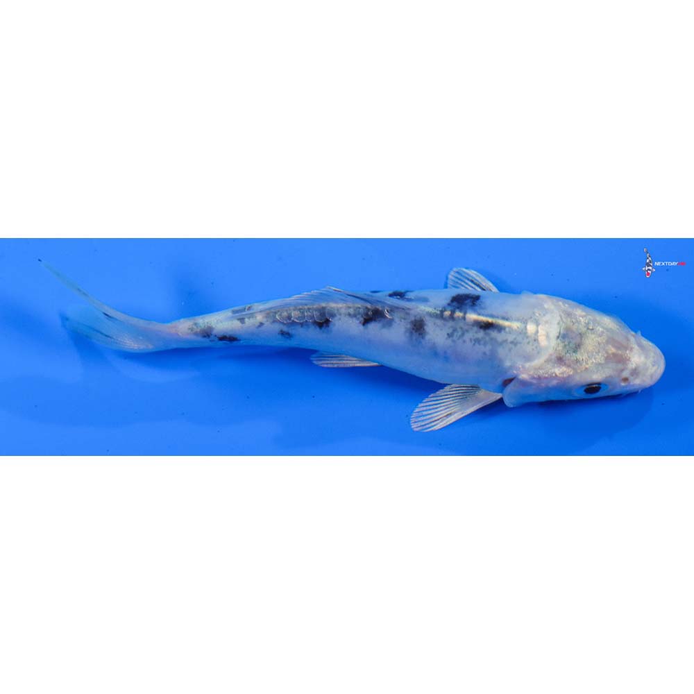 4” Imported Doitsu Gin Shiro Bekko