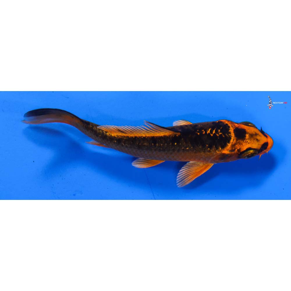 3.5” Imported Orenji Matsuba