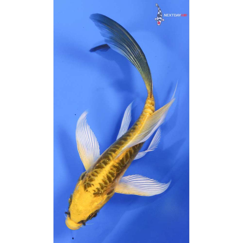 4.5” Imported Doitsu Ki Matsuba Butterfly Koi