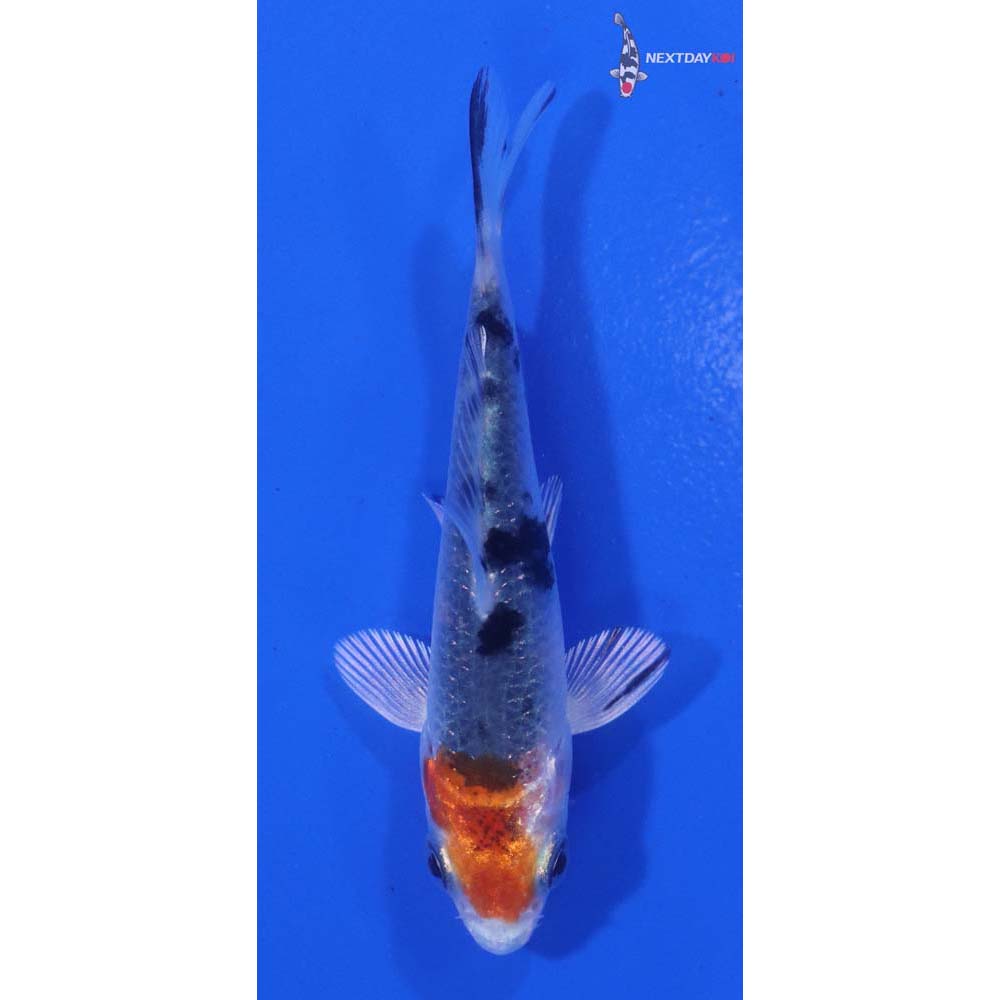 2.5” Imported Yamato Nishiki