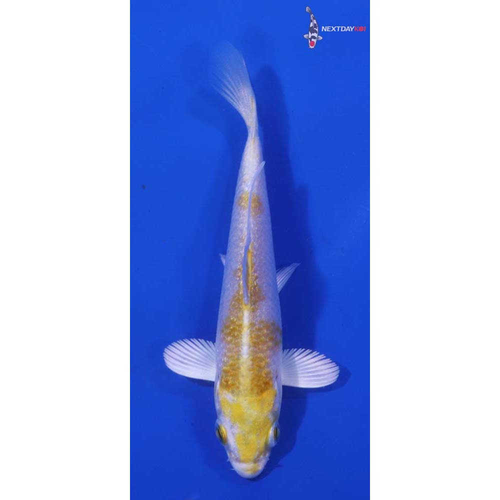 3” Imported Lemon Hariwake