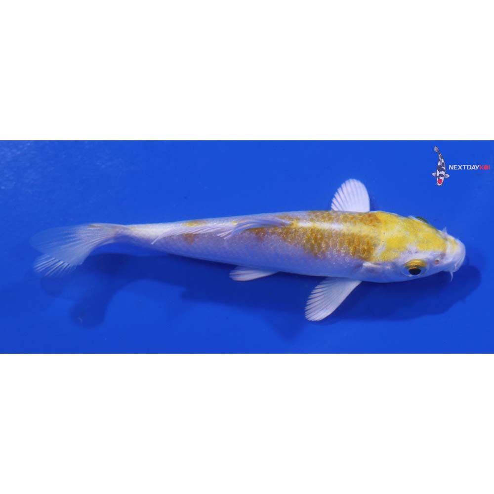 3” Imported Lemon Hariwake