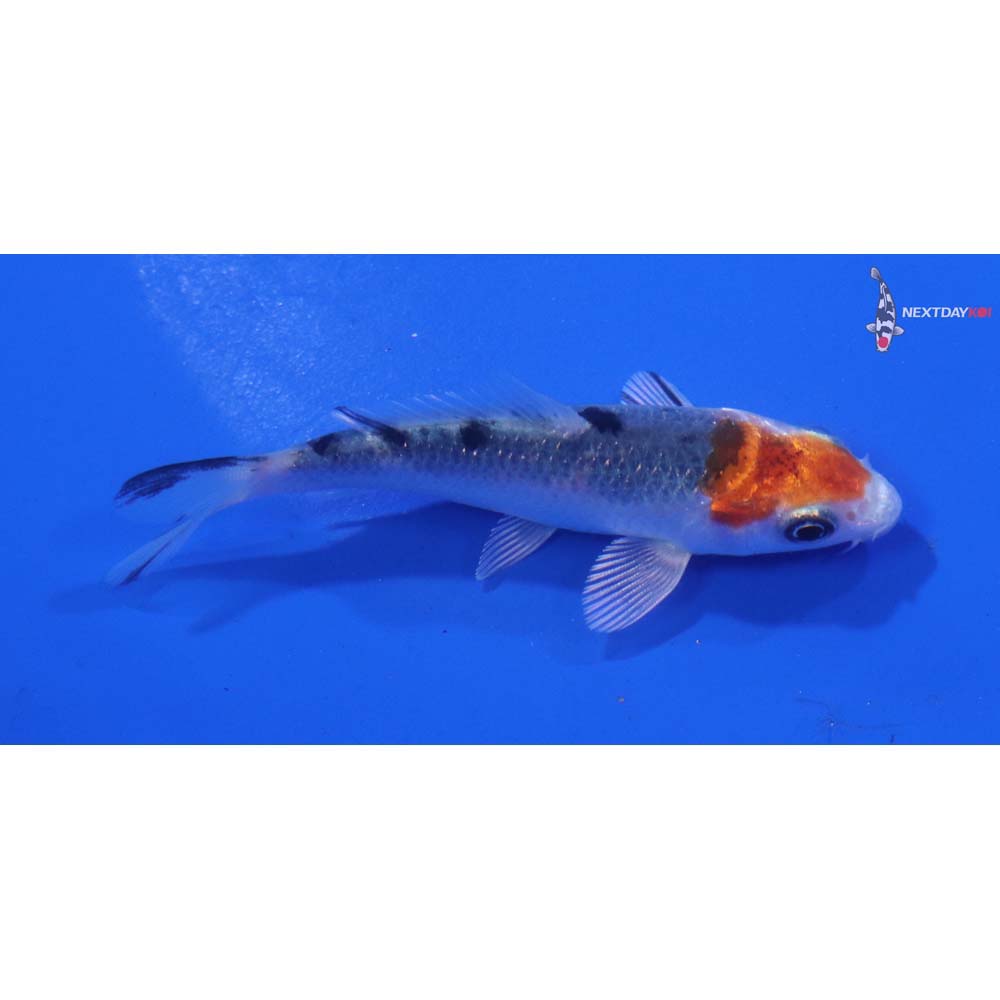 2.5” Imported Yamato Nishiki