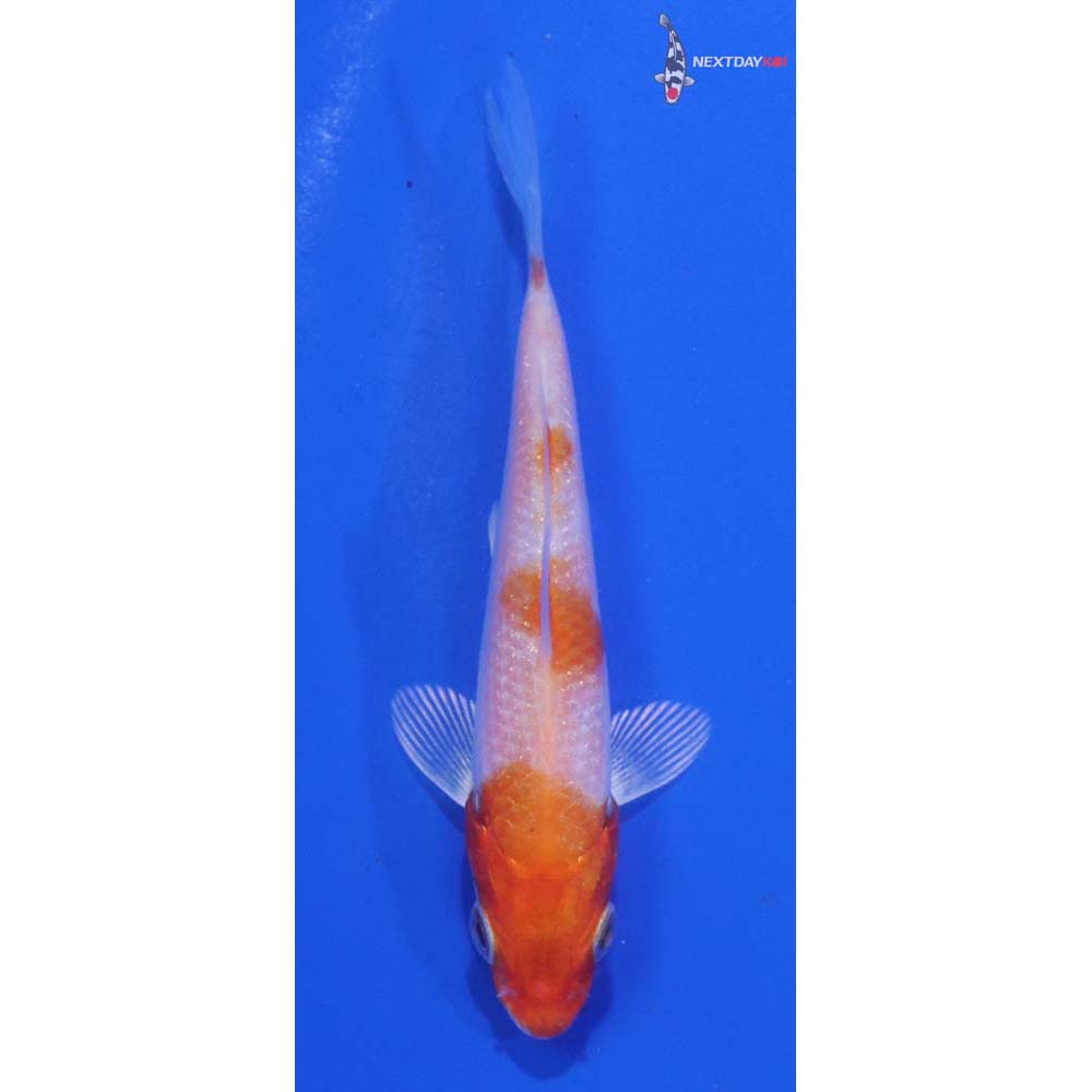3” Imported Hariwake