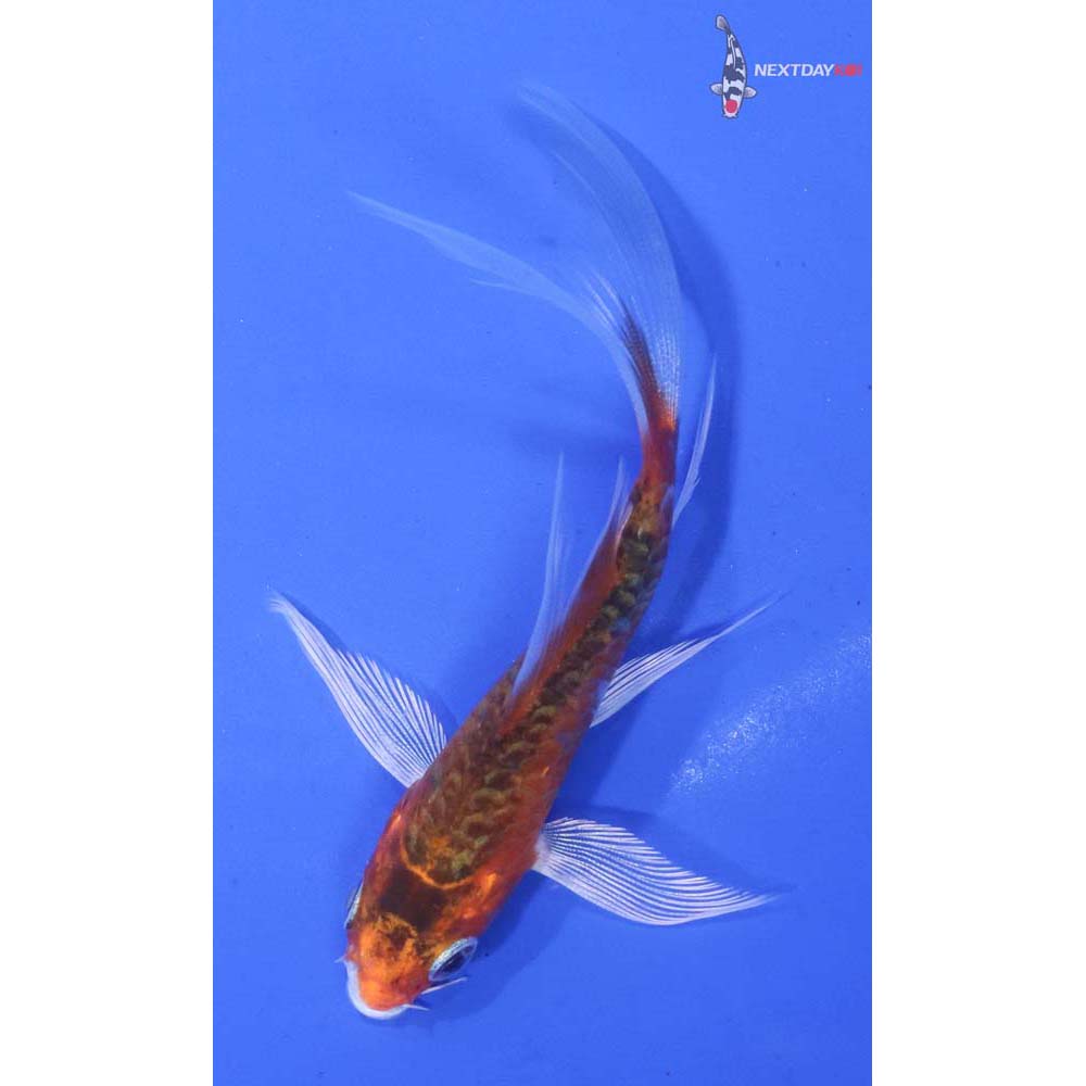 3” Imported Armor Scaled Kujaku Butterfly Koi