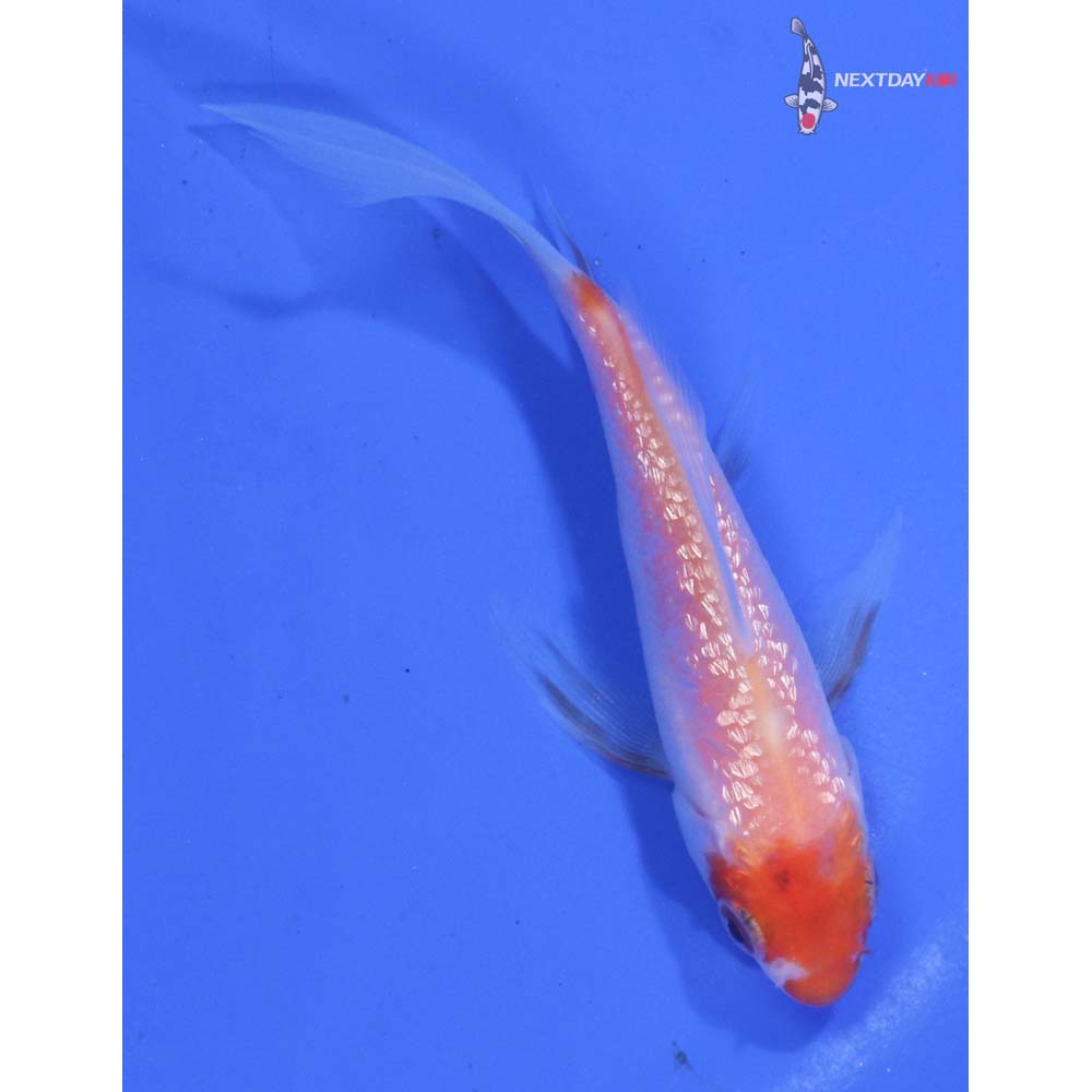 3.5” Imported Gin Rin Kohaku Butterfly Koi