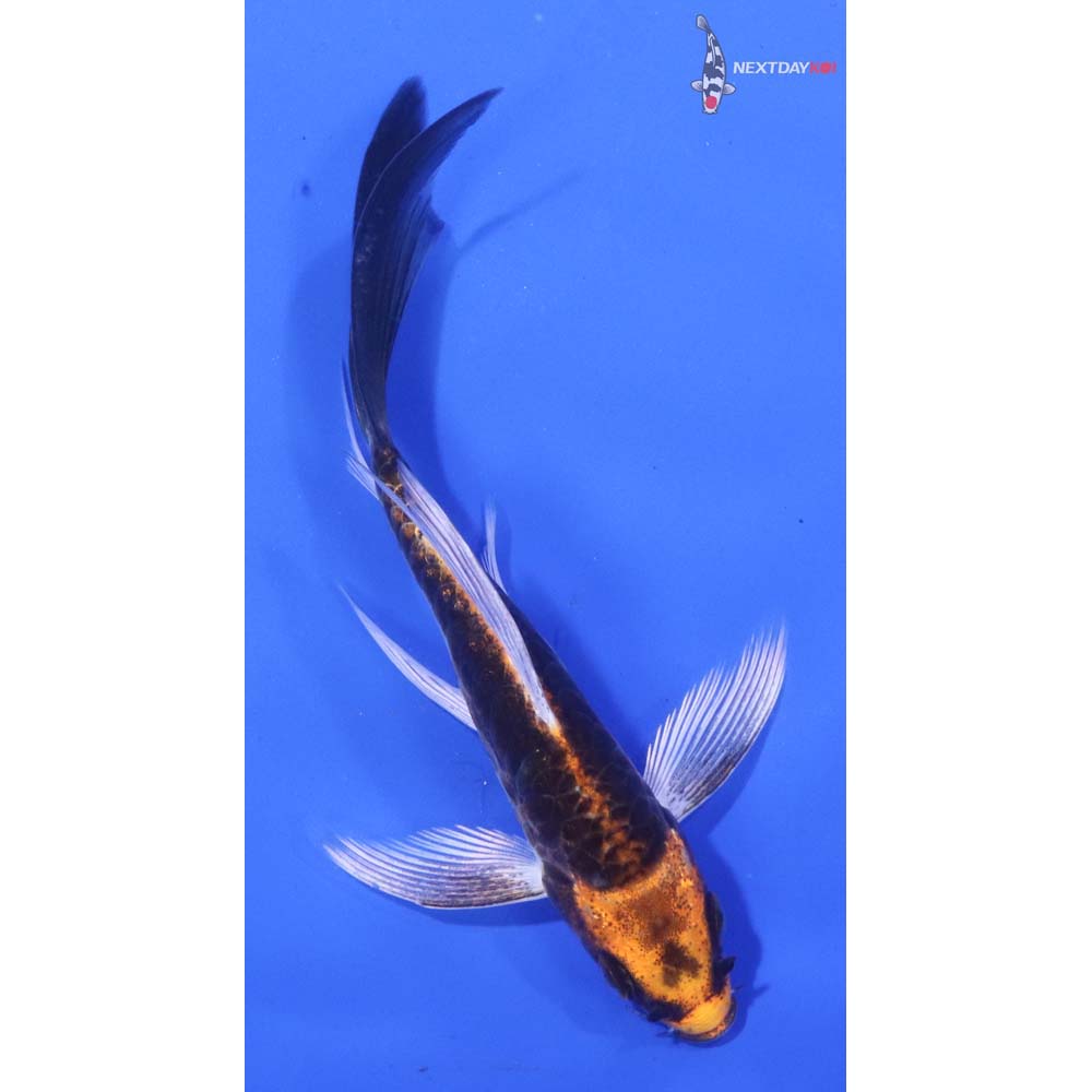 4” Imported Armor Scaled Kujaku Butterfly Koi