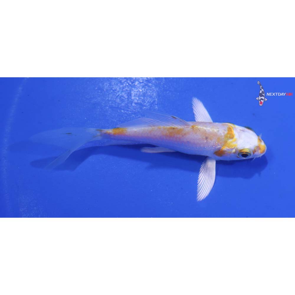 3” Imported Lemon Hariwake Butterfly Koi