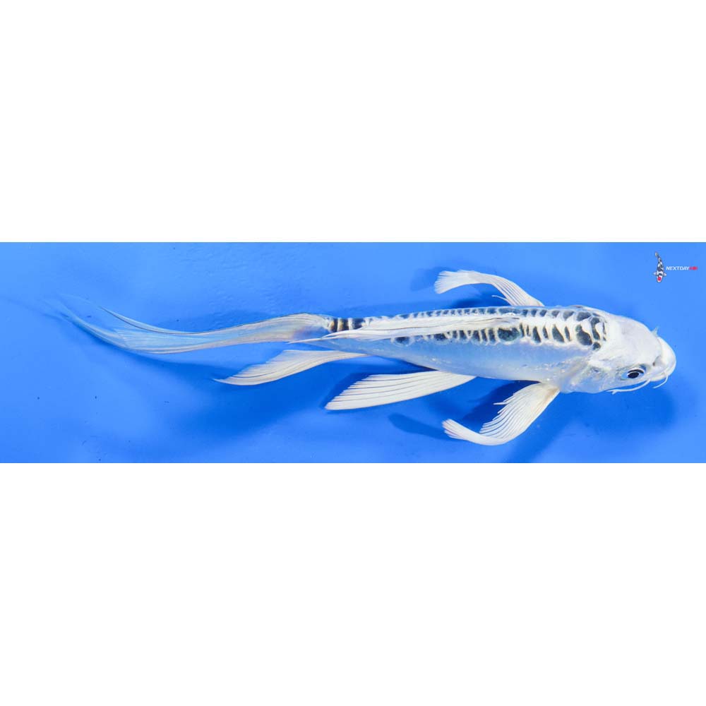 7.5” Imported Doitsu Gin Matsuba Butterfly Koi