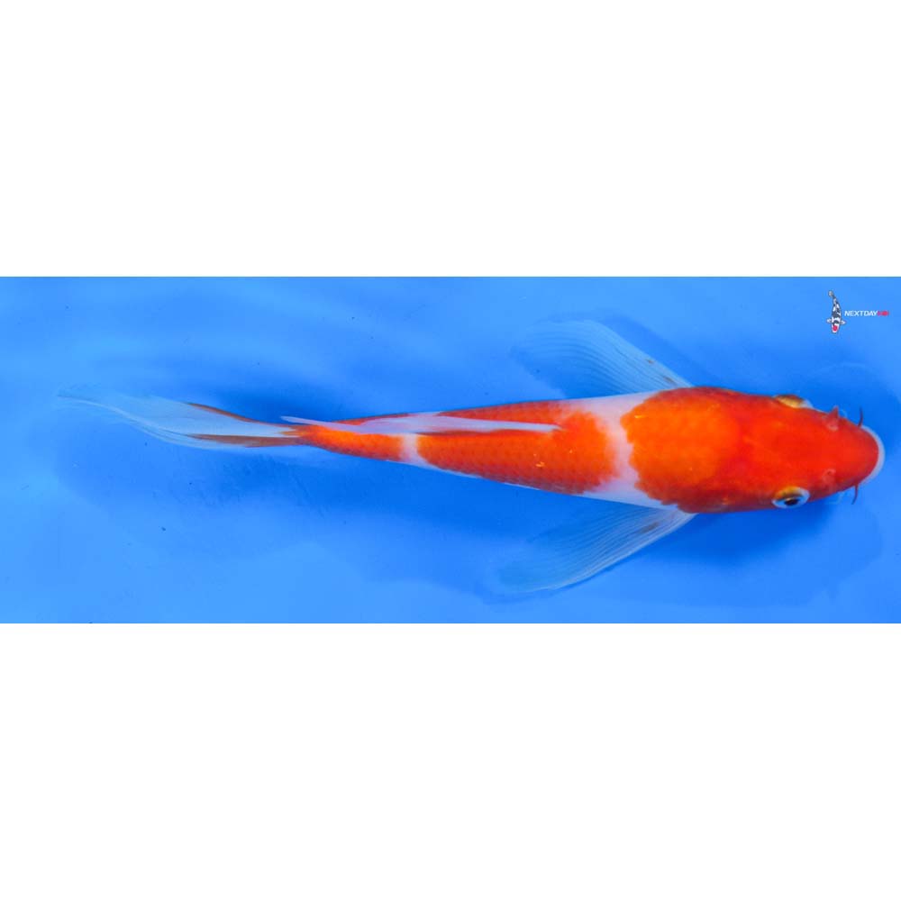 7.5” Imported Kohaku Butterfly Koi