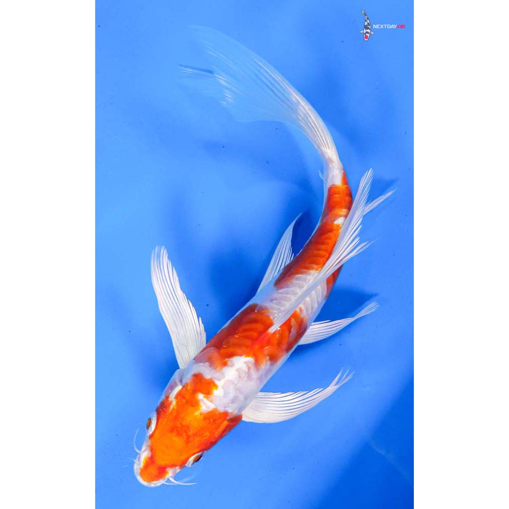 8” Imported Kikusui Butterfly Koi
