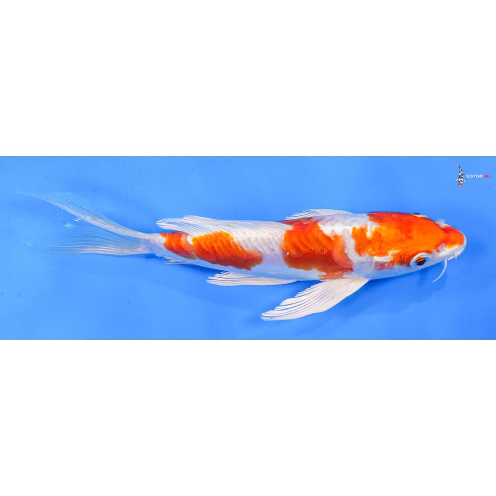 8” Imported Kikusui Butterfly Koi