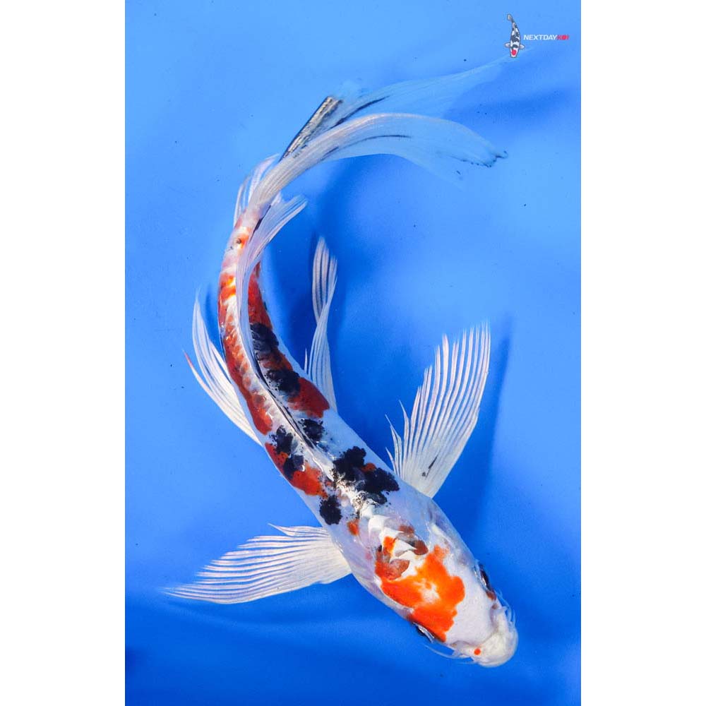8” Imported Heisei Nishiki Butterfly Koi