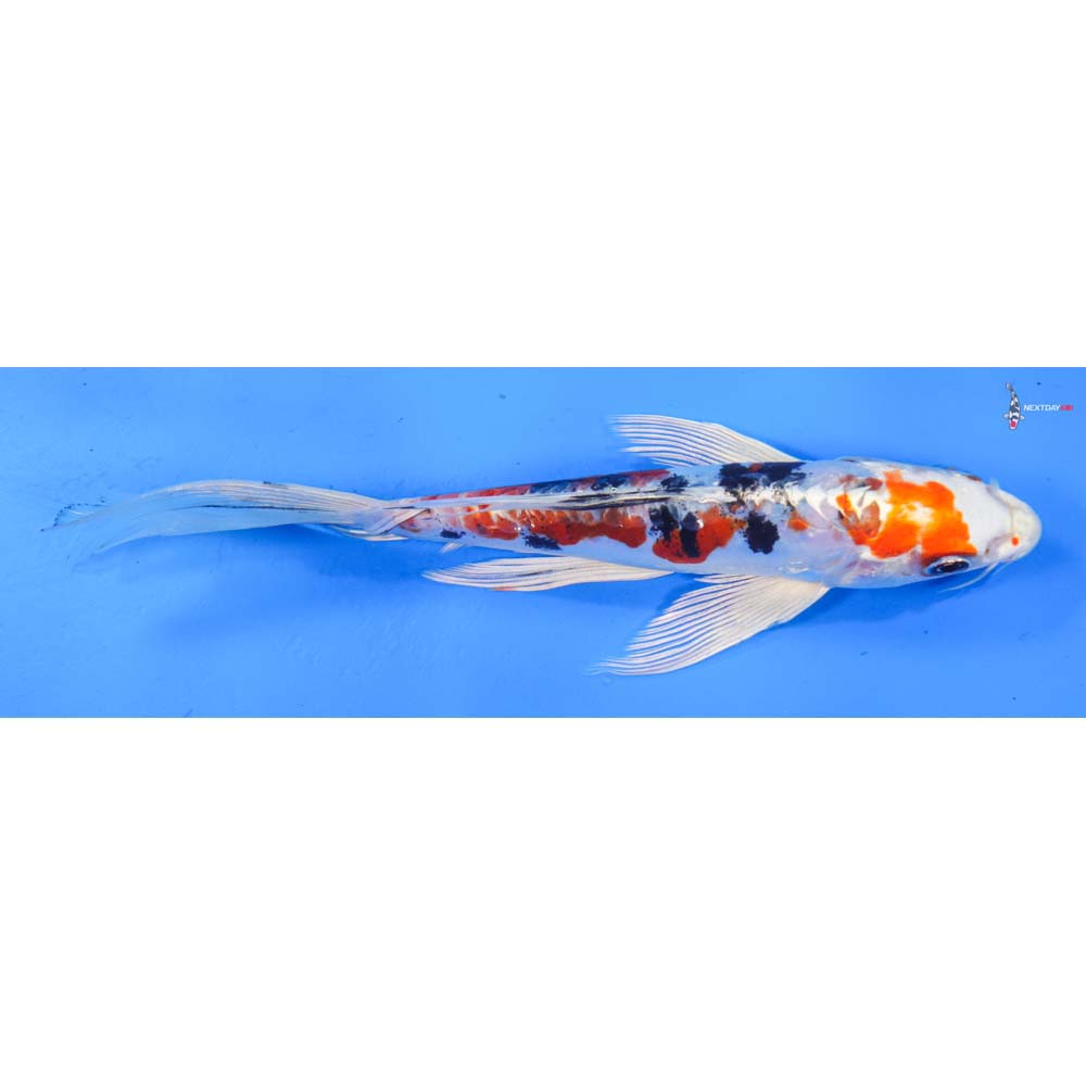 8” Imported Heisei Nishiki Butterfly Koi