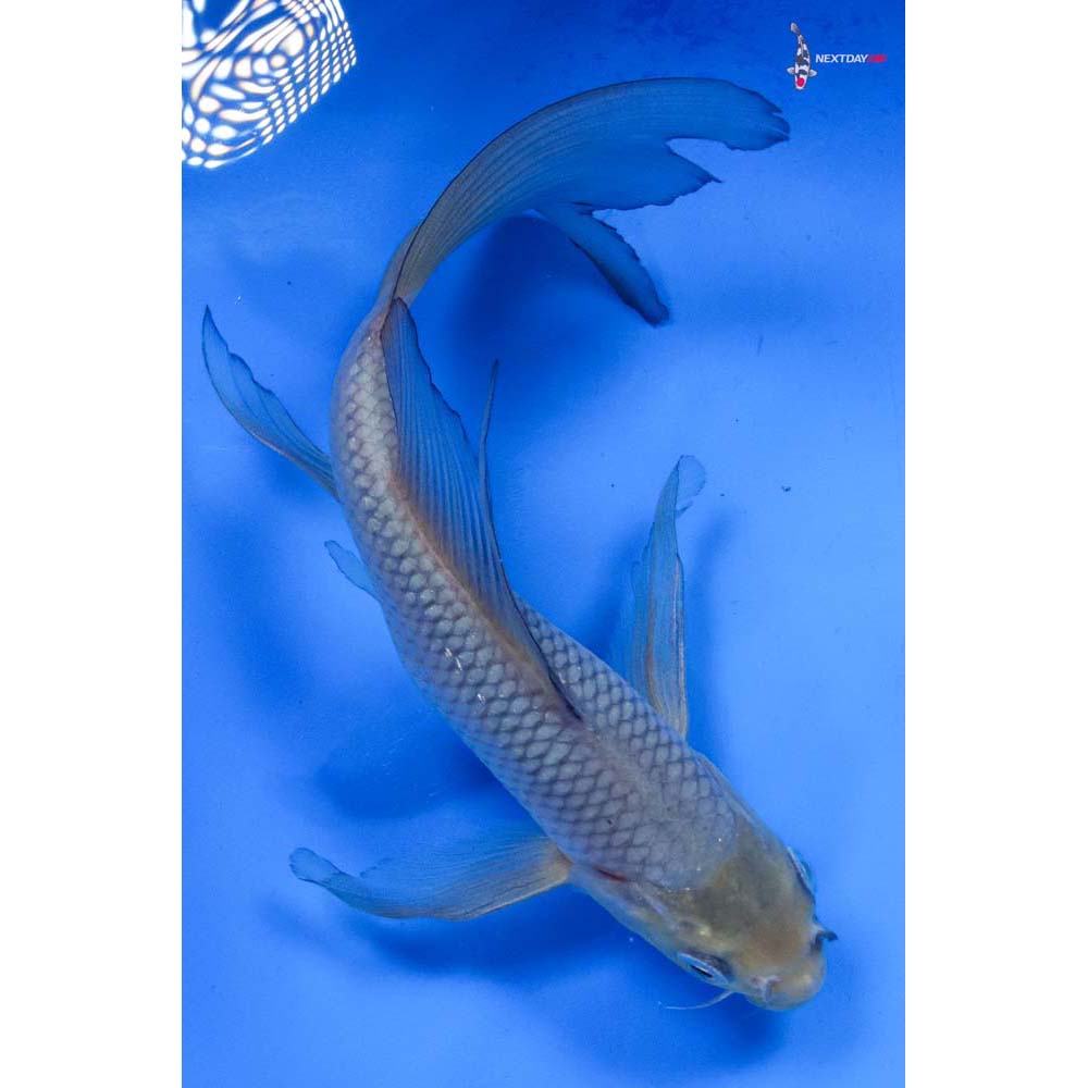 8” Imported Soragoi Butterfly Koi