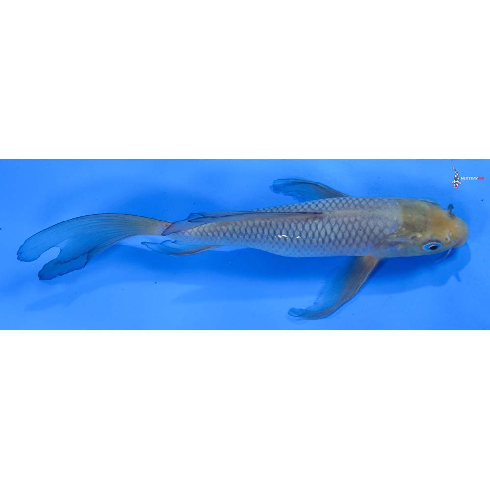 8” Imported Soragoi Butterfly Koi