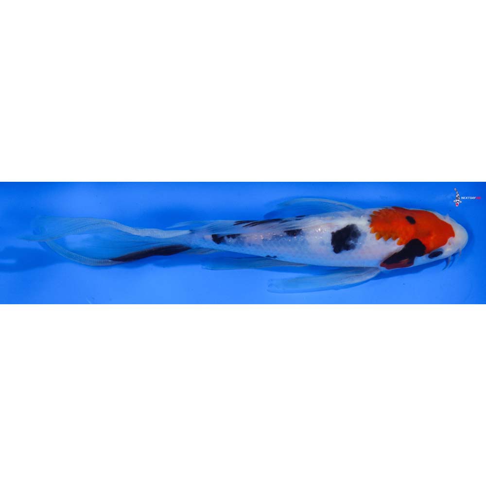 8” Imported Sanke Butterfly Koi