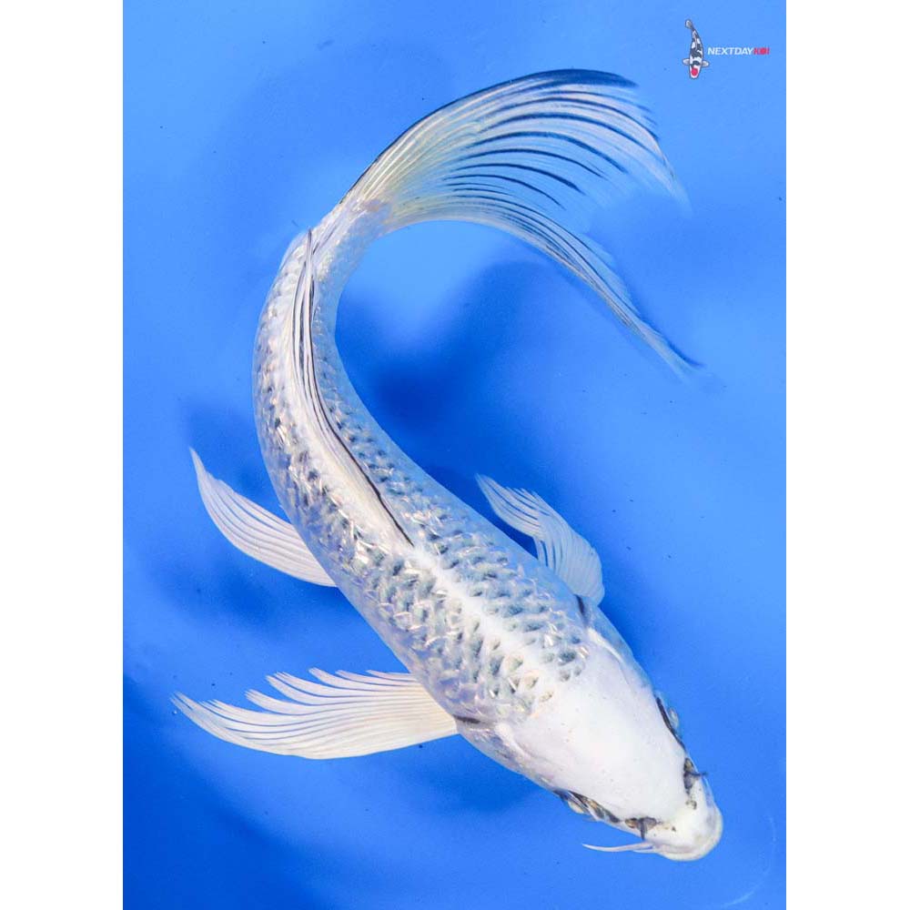 8” Imported Gin Rin Gin Matsuba Butterfly Koi