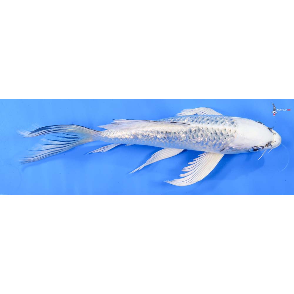 8” Imported Gin Rin Gin Matsuba Butterfly Koi