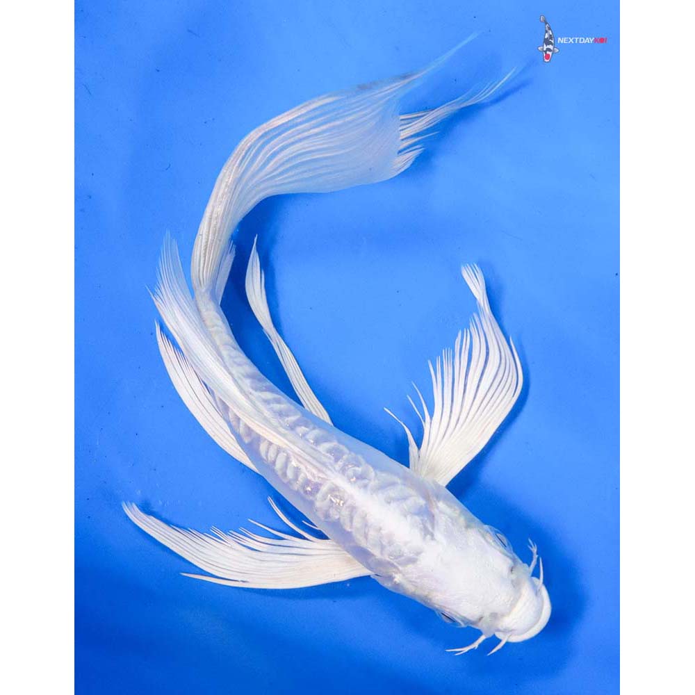 8” Imported Doitsu Platinum Ogon Butterfly Koi