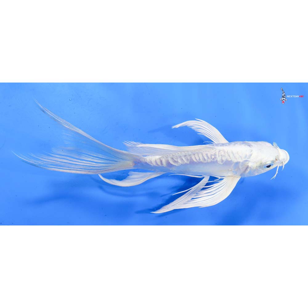 8” Imported Doitsu Platinum Ogon Butterfly Koi